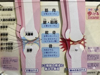 Ⅰ型・Ⅱ型コラーゲン