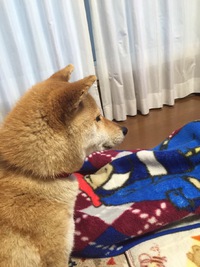 同僚、里親になる♪
