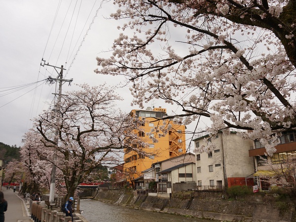 春の訪れ~桜開花！~