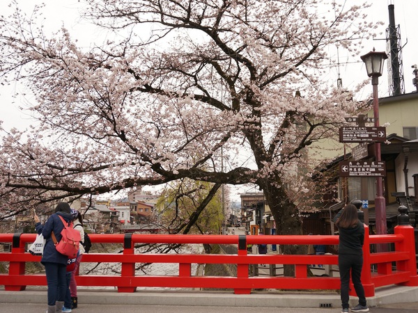 春の訪れ~桜開花！~