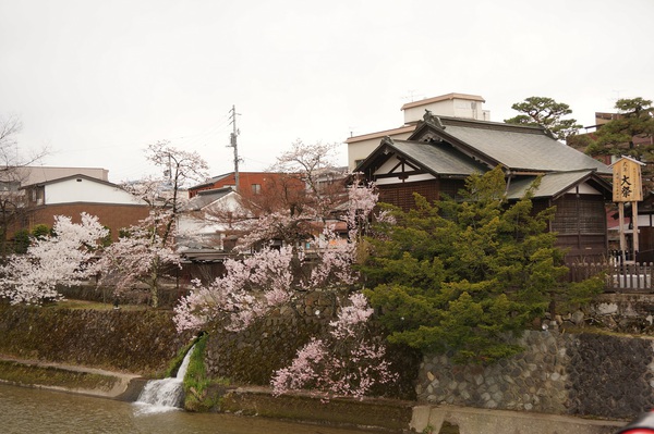 春の訪れ~桜開花！~
