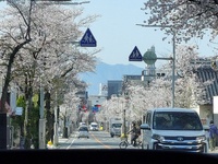 山梨、桜探し共にホットスポット聖地巡礼
