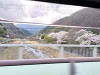山梨、桜探し、続々