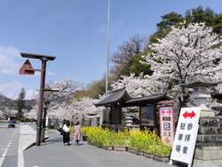 桜を見に、山梨各地へ
