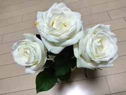 ５月最終日　筍から薔薇❓