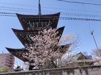 高山、桜散策