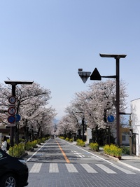 桜を見に、山梨各地へ