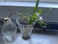 小さな花屋さんにて。&こどもの権利について知る。 2025/01/21 08:21:34