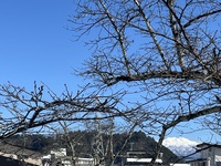 鳥肌立つ美しさ、市内から見える北アルプス。 2025/01/18 16:47:38