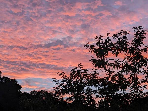 真西の夕焼け雲・・・小学校2年生の孫娘がきれいだと感嘆して撮った写真　2024.08.23