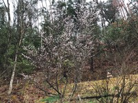今年も、早咲の山サクラが満開　近くになります。2024.04.04 2024/04/04 08:22:30