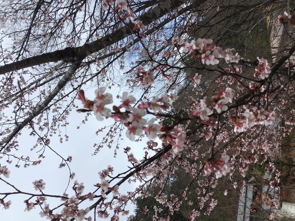今年も、早咲の山サクラが満開　近くになります。2024.04.04
