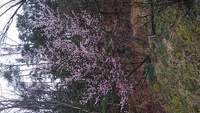 早咲き山桜・・・満開・・春よ来いと言う前、早くも春になりました。　　2023.03.26 2023/03/26 09:42:36