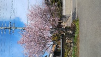 『　四季桜　」」・・春と秋の2回に咲く桜・・二季桜ともいわれる　　国府町廣瀬でみました。　2023.04.02　② 2023/04/02 15:07:52