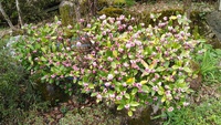沈丁花も白椿も先開く・・寒気がきつい飛騨、常緑樹は桜の少し前に開花でしたが　　・2023.04.08　② 2023/04/08 17:40:57