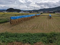 天日にさらされる稲穂・・天日干しの風景から　　20230921 2023/09/21 18:48:34