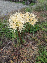紅白の彼岸花・・・2023.10.09 2023/10/09 08:36:18