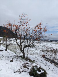 柿実り、初雪との景色・・・　2023.11.19 2023/11/19 12:27:26