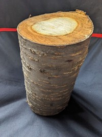 木々も葉落ちして活動が緩くなりましたので自家山林から山桜の木を間伐して・・　2023.11.29 2023/11/29 15:33:31
