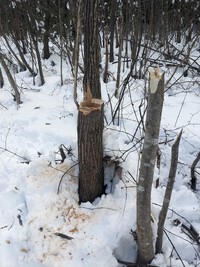 山に降り積もった雪をクッションにして自家山林地の栗の木を間伐・・・そして　　2024.01.28 2024/01/28 19:26:43