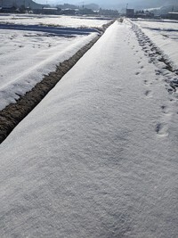 ザックザックと音を立てる、「角砂糖の様な締り雪」・・2024.02.13 2024/02/13 11:17:14