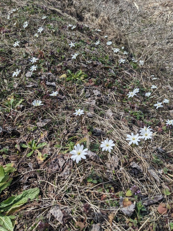 待ち焦がれた、春日和・・・小花の木々が満開　2024.03.31