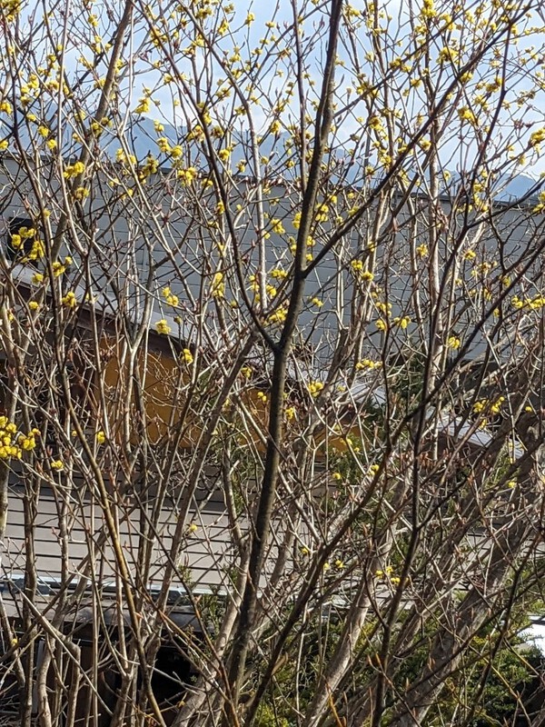 待ち焦がれた、春日和・・・小花の木々が満開　2024.03.31