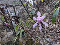 木の芽が開く・・　蛇もふ化して、ニョロニョロ・・・2024.04.14 2024/04/14 07:59:36