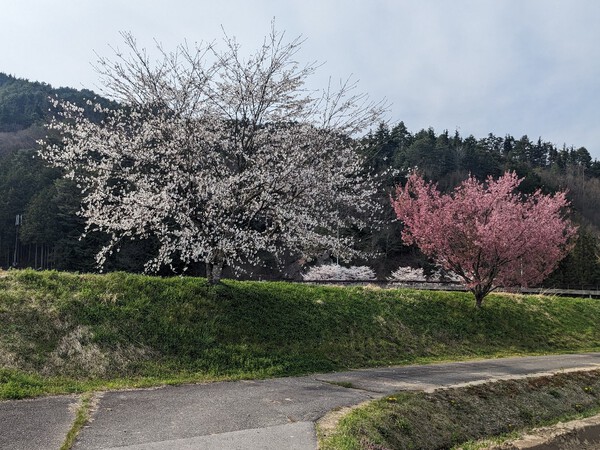 桜咲く・・夏日よりを思わせる、この陽気では・・「「すべての行動原則」」からでしょう。　　2024.4.15