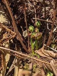 「「平年に比べて・・・」」　草の芽・木の芽かとにかく早く芽吹いています。　　2024.04.29 2024/04/29 16:05:22