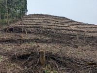 整然とした、伐採後から半年を超える山地・・・　　2024.05.01