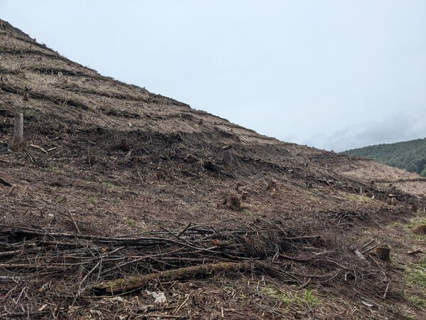 整然とした、伐採後から半年を超える山地・・・　　2024.05.01