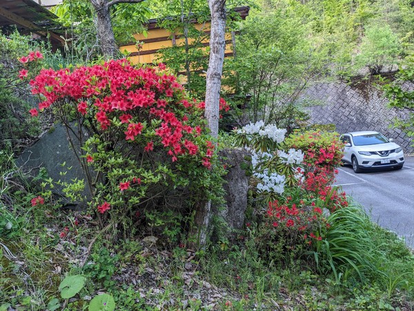 子どもの日を祝って・・紅白、鮮やかななサツキとシャクナゲの花　我が家の植え込みより　2024.05.05