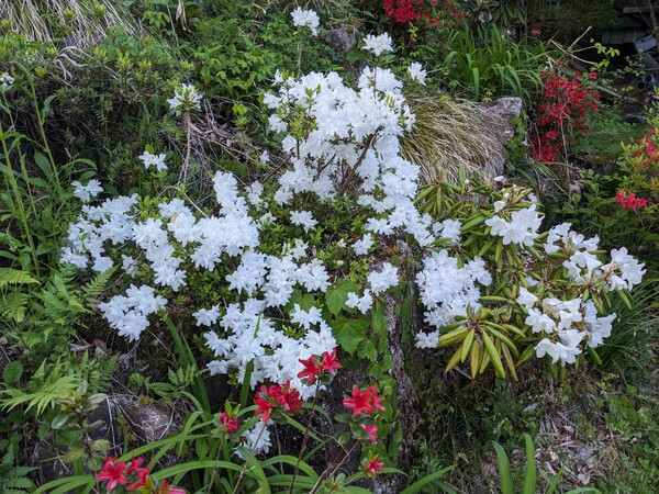 子どもの日を祝って・・紅白、鮮やかななサツキとシャクナゲの花　我が家の植え込みより　2024.05.05