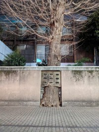 木々の生命力2024'0211 2024/02/11 20:53:57