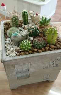 ワークショップ ミニサボテン