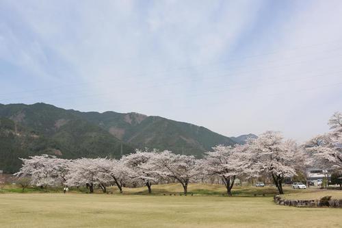 飛騨川公園の桜