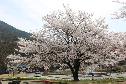 飛騨川公園の桜