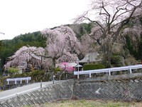 賢誓寺の桜