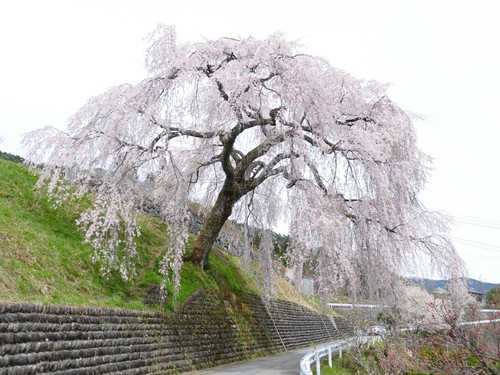 岩太郎の桜
