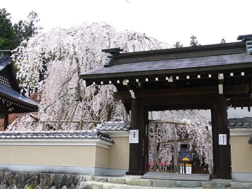 永養寺の門前の桜