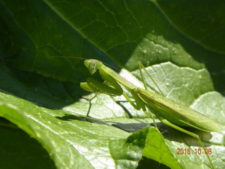 天ぷらと季節料理の えび八 カマキリの物語