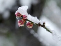 2024年02月07日（水）／曇りまたは雪、のち晴れ 2024/02/07 08:37:00