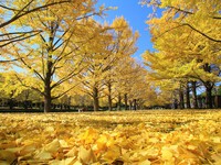 2024年11月06日（水）／曇りのち晴れ 2024/11/06 08:28:18