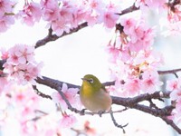2024年03月20日（水）／雪一時曇り 2024/03/20 08:40:17