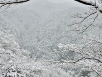 2025年02月05日（水）／雪 2025/02/05 08:26:11