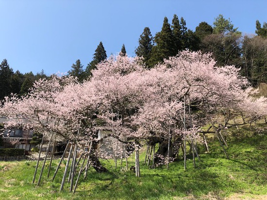 高山の桜便り2～臥龍・中橋・緑地公園、城山公園～