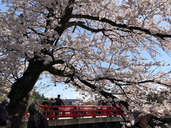 高山の桜便り2～臥龍・中橋・緑地公園、城山公園～