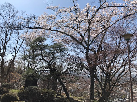 高山の桜便り2～臥龍・中橋・緑地公園、城山公園～