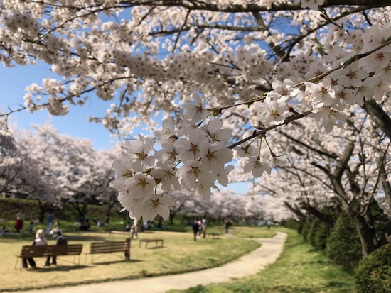 高山の桜便り2～臥龍・中橋・緑地公園、城山公園～